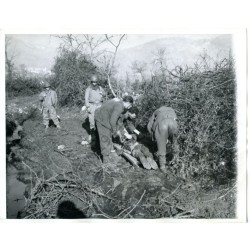Original photo of US troops with German prisoners removing the dead body of another German in Italy  - 1